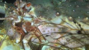 Подводный мир Баренцева моря