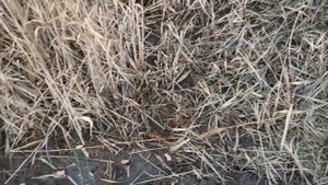 Поставил петли на выдру, енота!