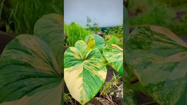 Homalomena Rubescens variegated || Pink Splash