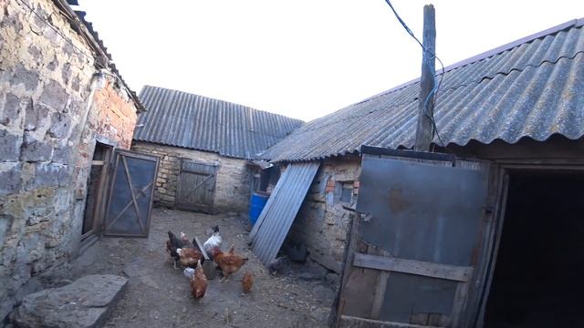 Дела житейские Собрались убирать Бройлеров, Мои Голошейки, Старые Куры