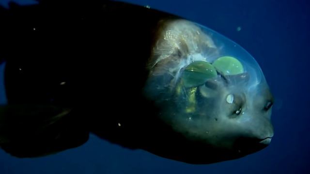 7 Самых Загадочных Морских Существ Снятых На Камеру ! Топ 7 самых необычных морских существ в мире.