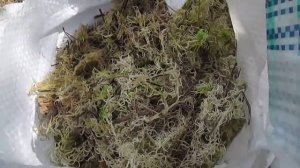 Мох сфагнум. Описание и применение