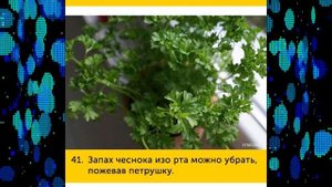 Как устранить неприятные запахи | как убрать запах табака | как избавиться от запаха чеснока изо рт