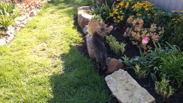 Птички поют, а котики резвятся смотреть онлайн