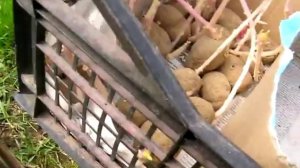 #146 (2018-05-01) огород-2018. Картофель, сорт Янка