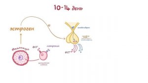 Менструальный цикл - физиология (Osmosis)