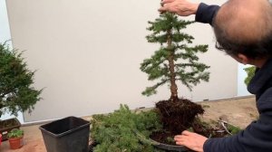 Making Formal Upright Bonsai from Alberta Spruce