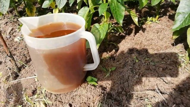 Перец в июне смотреть онлайн