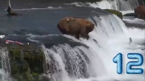 Аляска  Бурые медведи на охоте