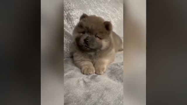 Мини Чау-Чау Эрика смотреть онлайн