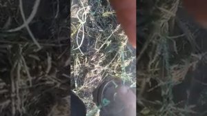 Неубиваемая катушка для триммера