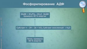 Биология 9 класс (Урок№10 - Обмен веществ и превращение энергии в клетке.)