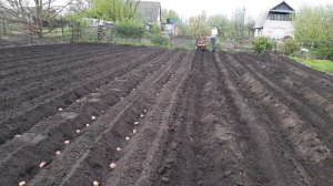 Посадка картофеля мотоблоком.