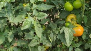 Томат Хает от компании саката