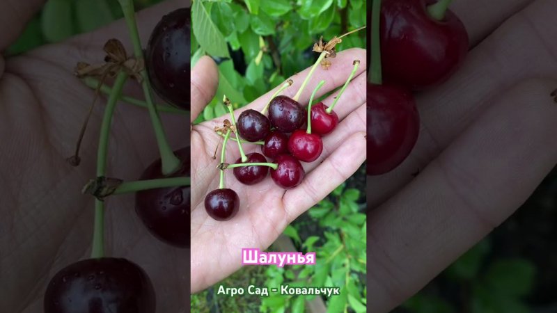 Вкусная вишня в мае 2024 - сорт Шалунья  - Агро Сад - Ковальчук