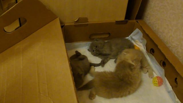 котята шотландские вислоухие