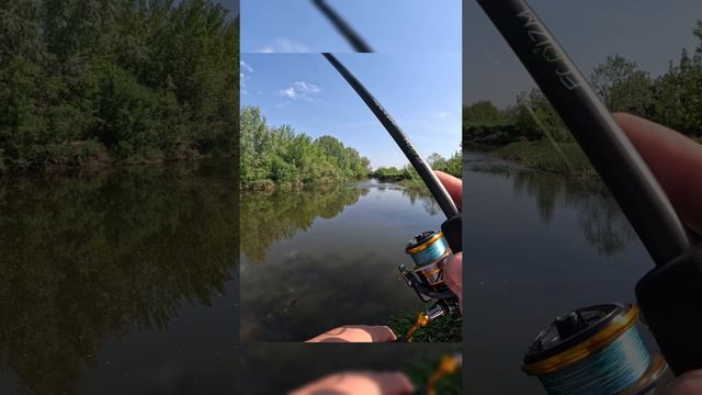 Голавль на Тараканинг  #fishing #рыбалка