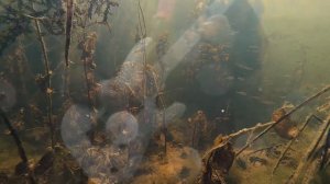 Вырица КлевА Анатолий Арт