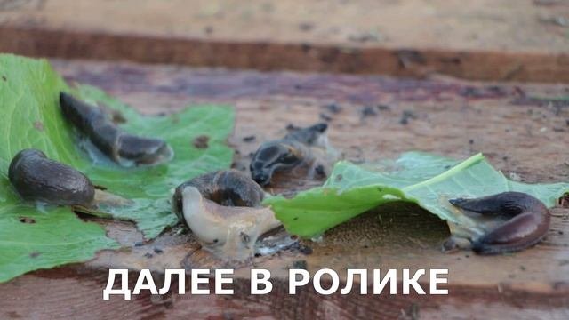 как я победил рыжих 