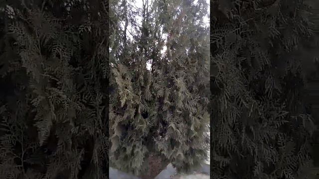 Туя западная Волгоград март 2021 Thuja western Volgograd March 2021 金钟柏西部伏尔加格勒2021年3月 トゥジャ西部ヴォルゴグラー