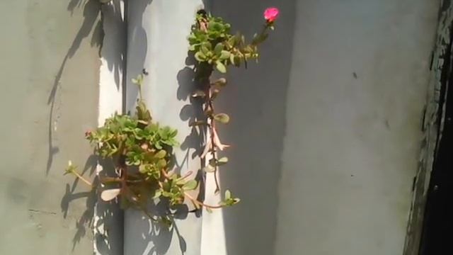 цветник из пластиковой трубы! смотреть онлайн