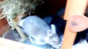 Содержание разновозрастных крольчих вместе. Племенные самки. Кролиководство.