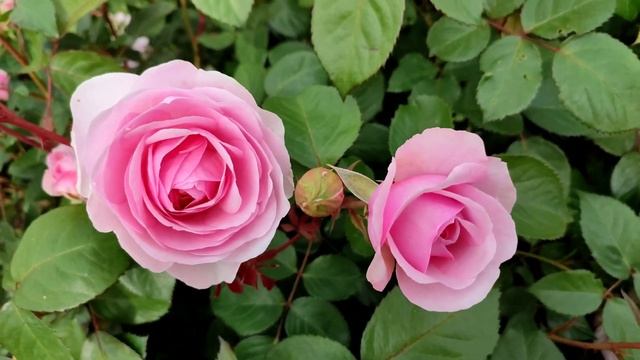 Начало цветения роз. Ленинградская область. смотреть онлайн