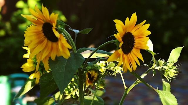 Подсолнухи смотреть онлайн