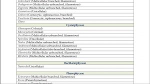 Contribute for the Database of Algae | B.Sc. & M.Sc. Students | India