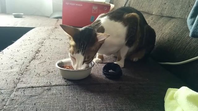 Ориентальный кот СТРАННО ест| Why Does Our Oriental Cat Eat Like This?| OKH's Komisches Essverhalte