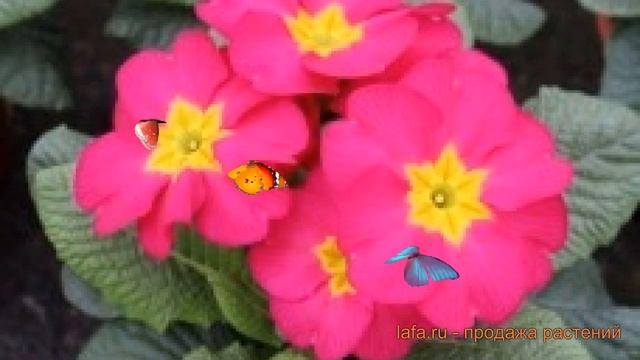 Примула обыкновенная Роуз ? обыкновенная примула Роуз обзор: как сажать, семена примулы Роуз смотреть онлайн