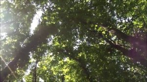 Знахарка и знахарь - С.А.