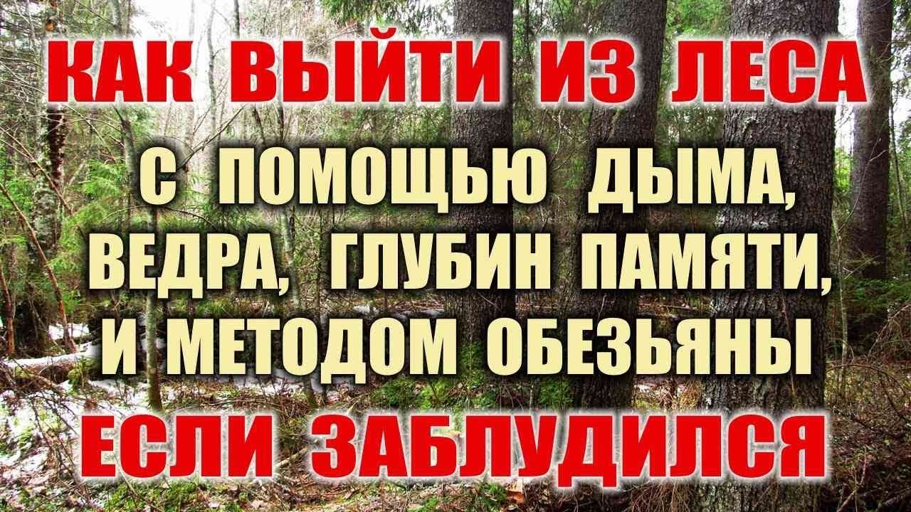 ОРИЕНТИРОВАНИЕ. Если заблудился в лесу что делать Как выйти из леса Как ориентироваться без компаса.