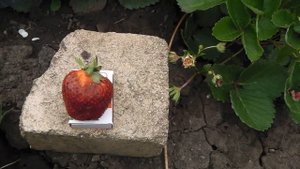 ЗЕМЛЯНИКА ВСЕМИРНЫЙ ДЕЛИКАТЕС ВЫРАЩЕННАЯ ИЗ СЕМЯН, ОТ ВКУСА ЯГОДЫ ПРИШЛА В НЕОПИСУЕМЫЙ ВОСТОРГ