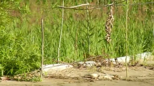 Отдых на катере с друзьями на реке Бердь. Рыбалка и хорошее настроение смотреть онлайн