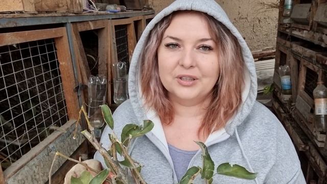 Как сбываются мои мечты? Дарю книги! смотреть онлайн