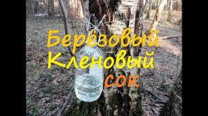 Березовый и кленовый сок. Как правильно собирать.