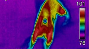 Flir Dogs