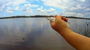 Секреты ловли крупной плотвы на фидер в реке Ока. Рыбалка на Оке