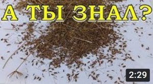 КАК и КОГДА собирать семена УКРОПА?