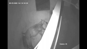 Роды лошади! Прямая трансляция от и до! Эксклюзив! Horses of Lebanon!