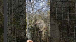 Шок!!!Обезьяна сошла с ума!!!!