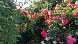 Лучшие препараты от трипсов! Схема эффективных обработок!