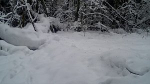 Жизнь с фотоловушкой вторая серия