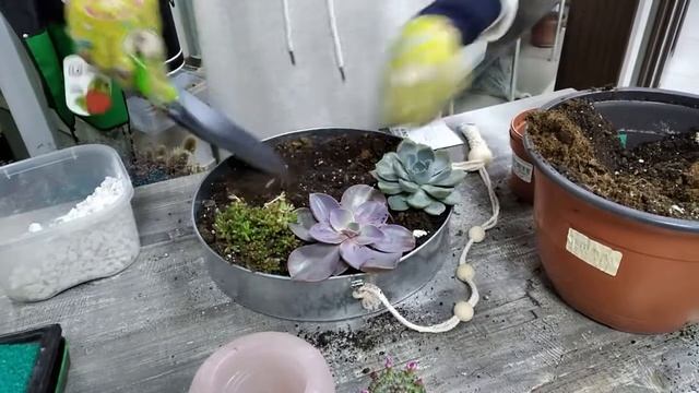Мастер-класс по созданию композиции из суккулентов.