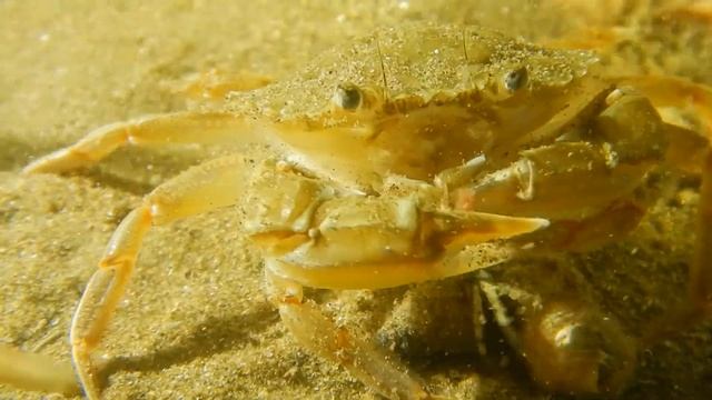 Как ест краб плавунец. Ночное погружение. Кормлю краба червяками. смотреть онлайн