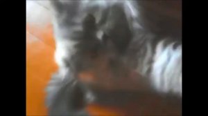 Шотландская длинношерстная кошка хайленд страйт