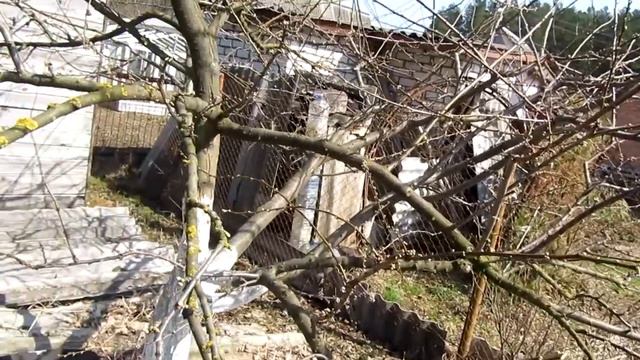 🔴🔴Обрезка плодовых деревьев.