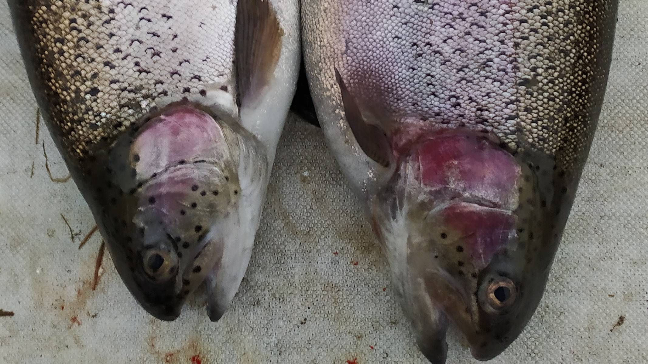 МИСАЙЛОВО TROUT.  ОТКРЫТИЕ ОСЕННЕГО ФОРЕЛЕВОГО СЕЗОНА (1).mp4