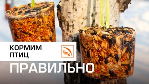 Все о подкормке зимующих птиц